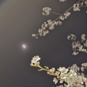 朧月夜の日
