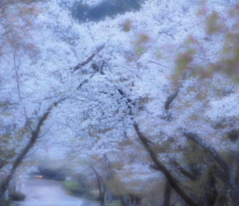 「花霞」の日
