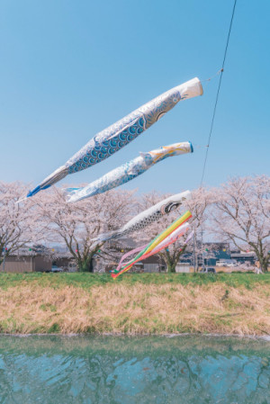 鯉のぼりはいつから？？
