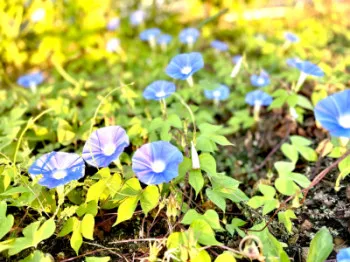 夏をあきらめない