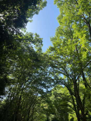 今日は