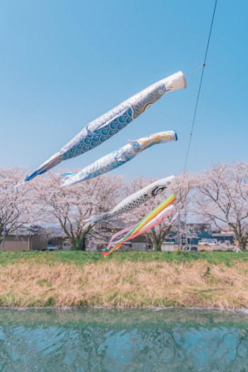 鯉のぼりはいつから？？