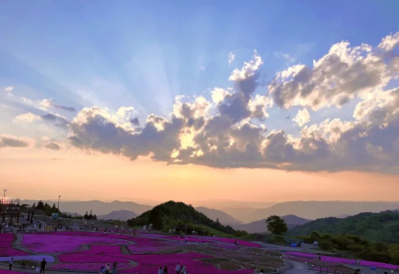 芝桜