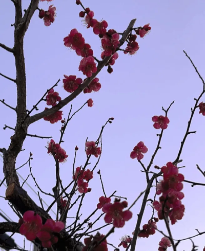 木の花は、濃きも薄きも紅梅。　　　 <リマインド>