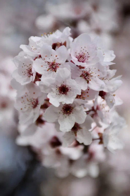 SAKURA