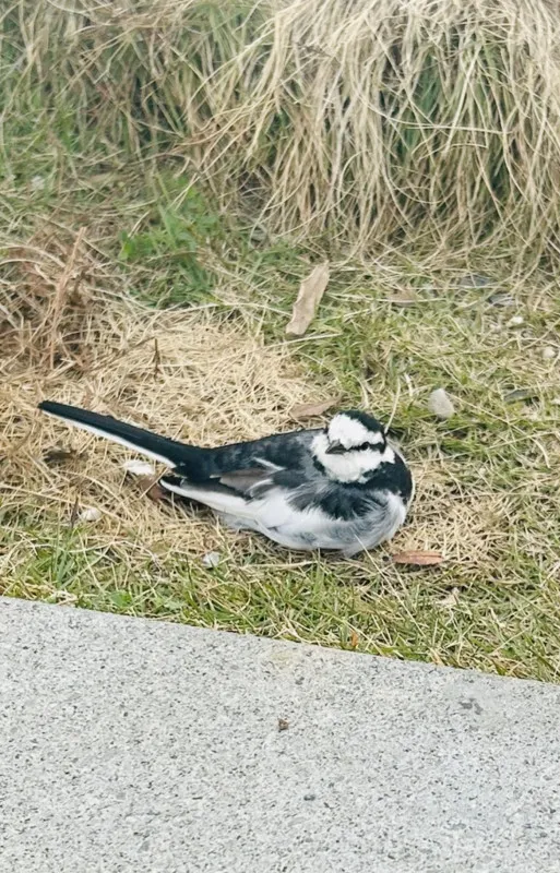 ハクセキレイ