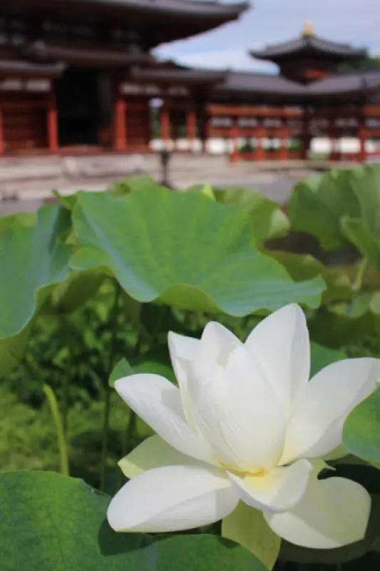 7月6日　土曜日　今日は、小暑