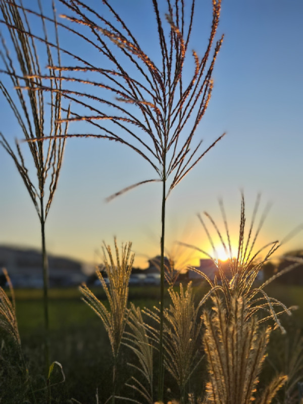 夕日