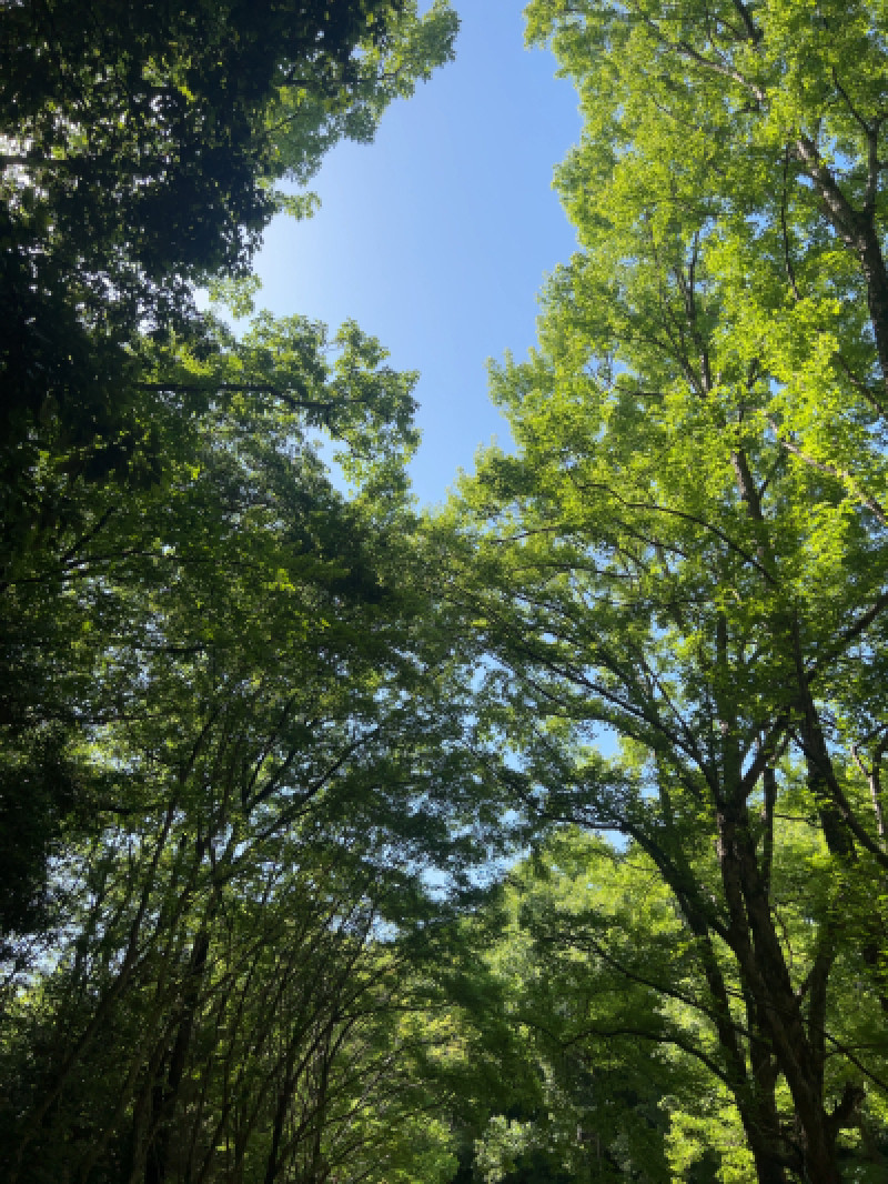 今日は