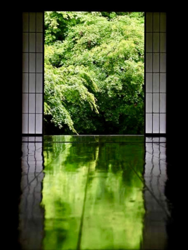 京都 実相院「床みどり」が見頃です^ ^