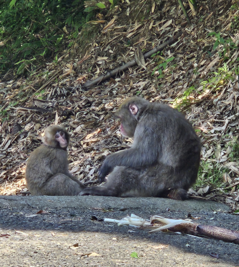 「またいつもの日」