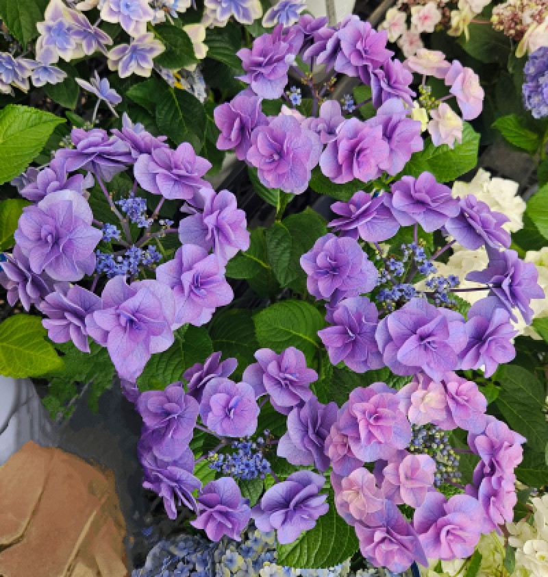 花冠の日