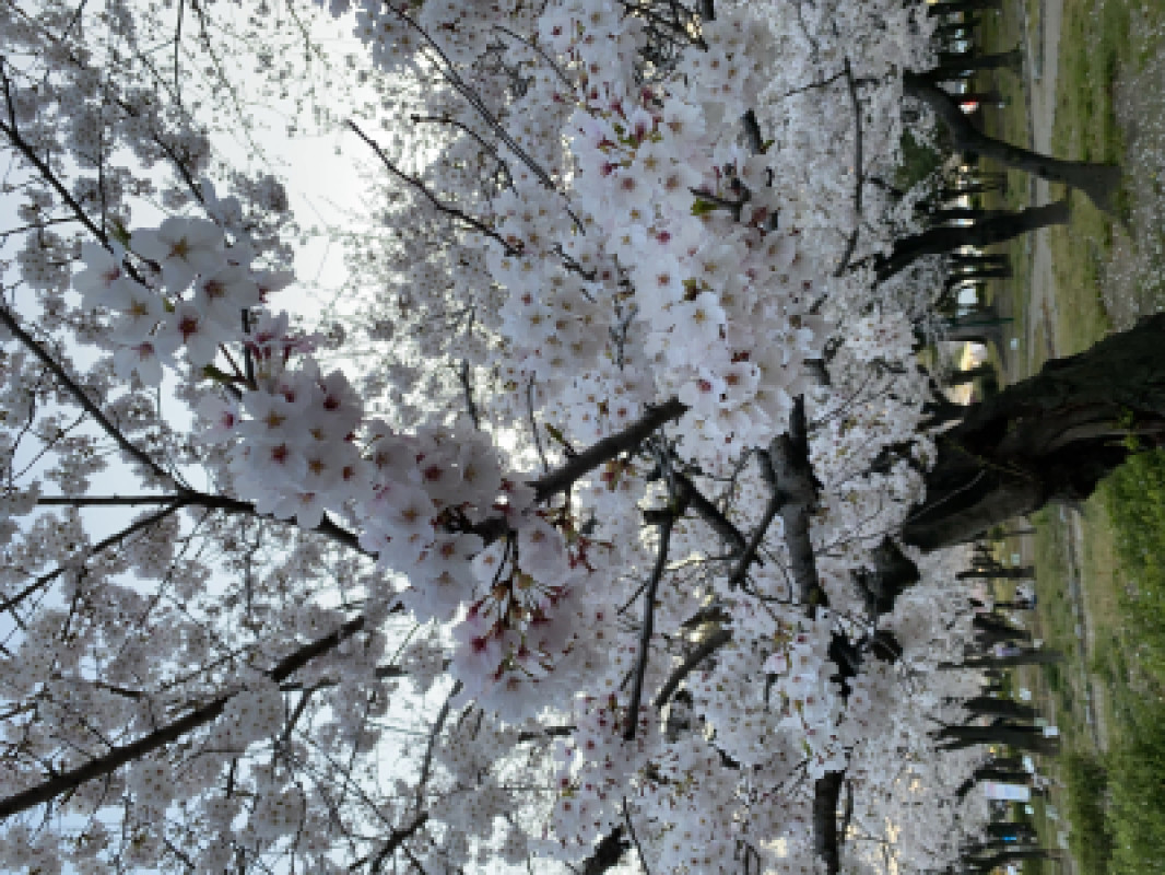   桜に癒やされる年頃になったのかもしれない