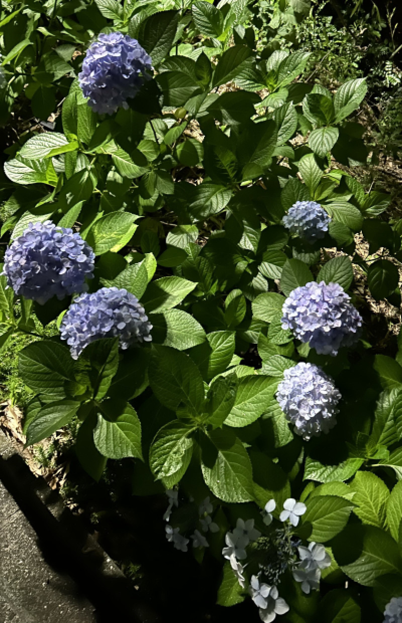 紫陽花