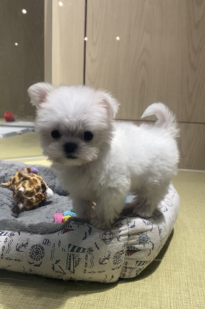 犬猫どっち好き？