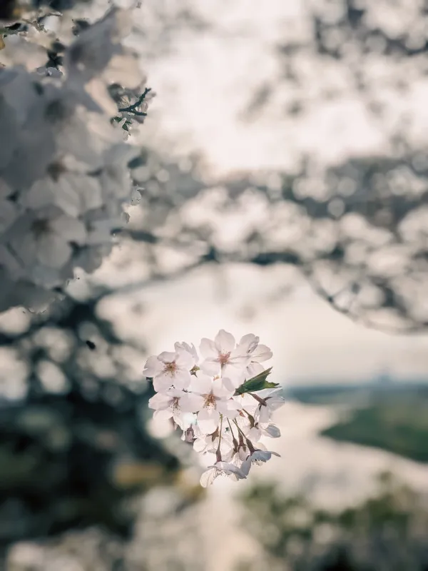 桜を見て想うこと