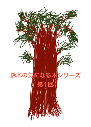 【鈴木の気になる木シリーズ第1回】世界で1番大きな木