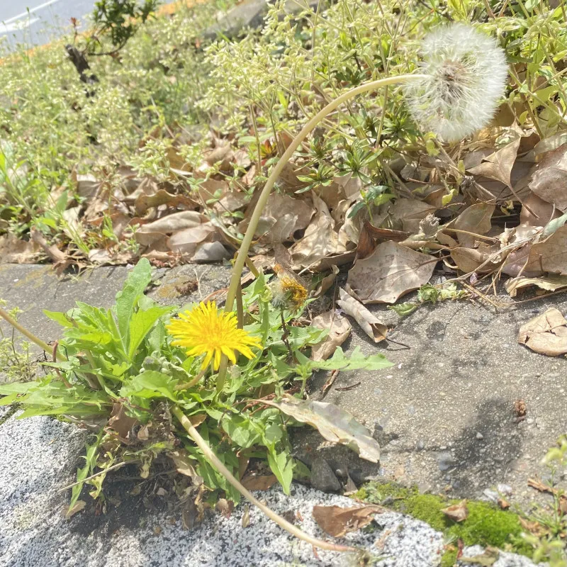 子供の頃の景色。