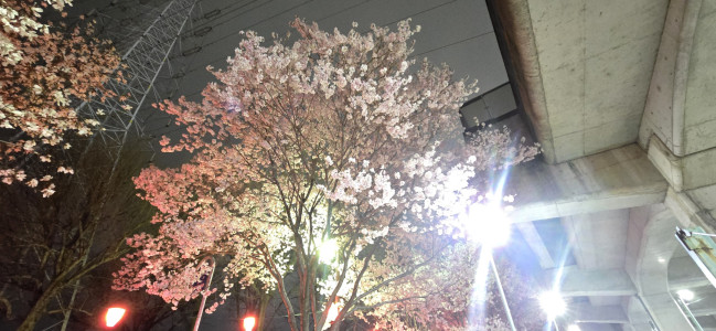 夜桜が綺麗