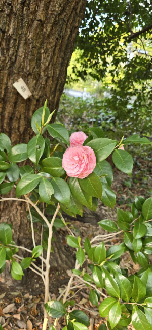 陽気
