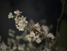 桜祭り