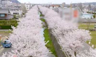 桜の開花?