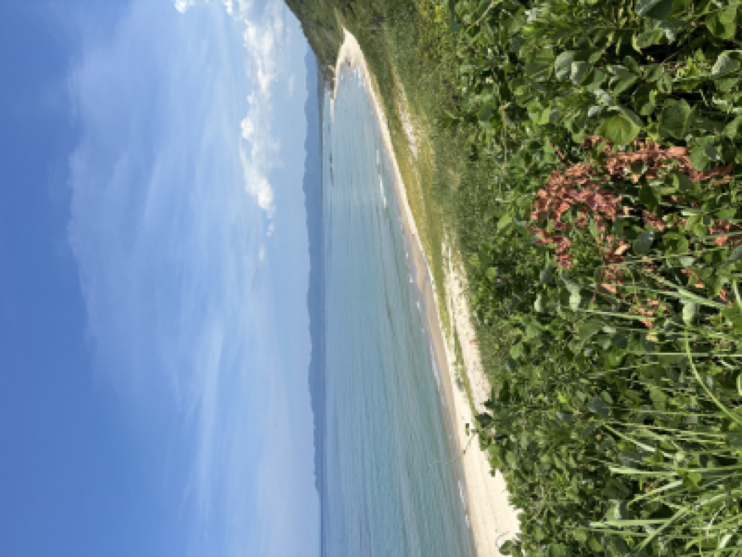 夏といえば?