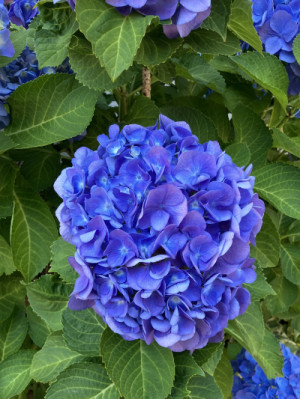 紫陽花