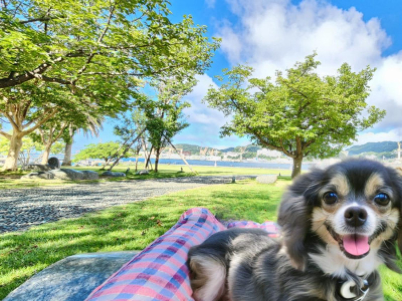 愛犬と散歩