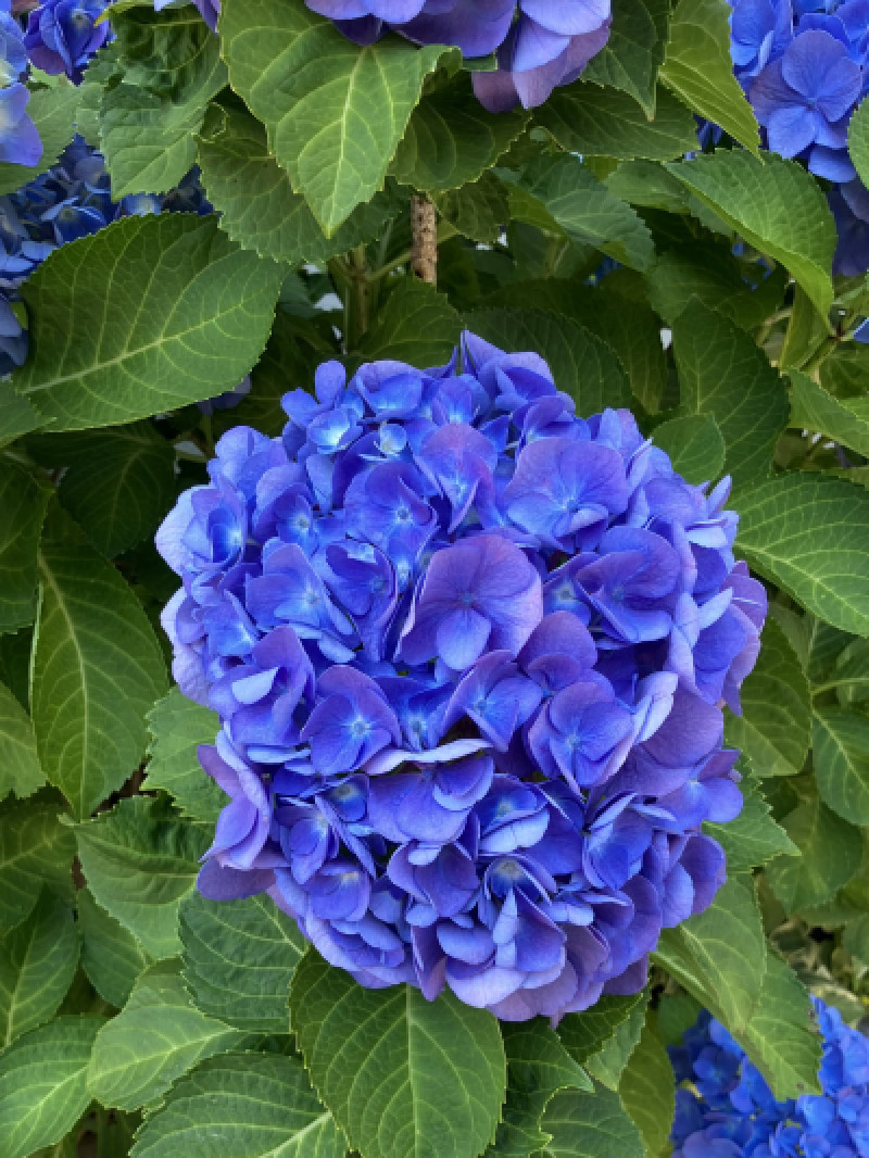 紫陽花