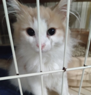 口コミ