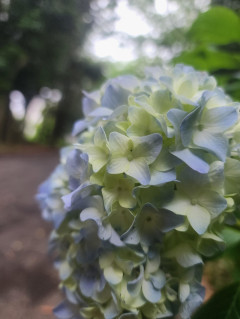 紫陽花