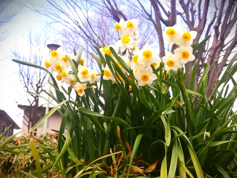 散歩日和の小さな幸せ