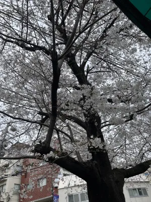 桜?