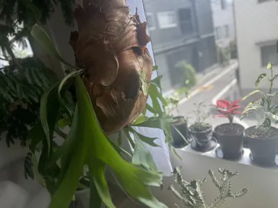 僕が植物を尊敬している理由