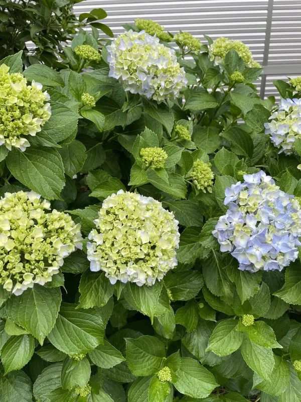 梅雨です…