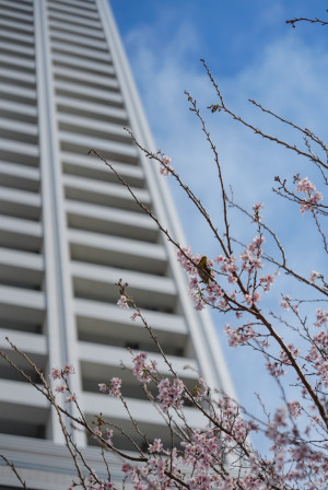 場所によっては桜が咲いてますね？