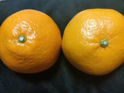 自分の性癖