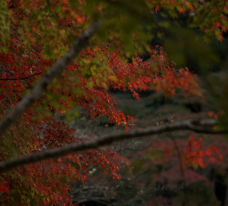 花鳥風月