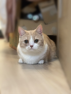 【イマさんとシブさん】