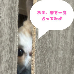 【男性より女性が占いを好む理由】