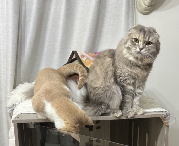 【CATの定例ミーティング】