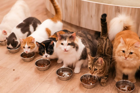 【都内のお勧め猫カフェ3選！！】