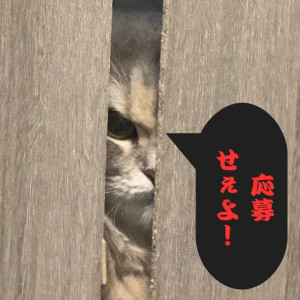 【バスケキャス　1on1 優勝者予想　中間報告】