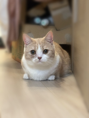 【イマさんとシブさん】