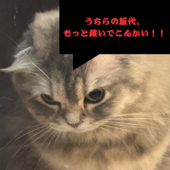 【今夜は定例ミーティング】