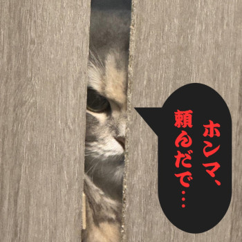 【昨日のzoomによるCATの定例ミーティング】
