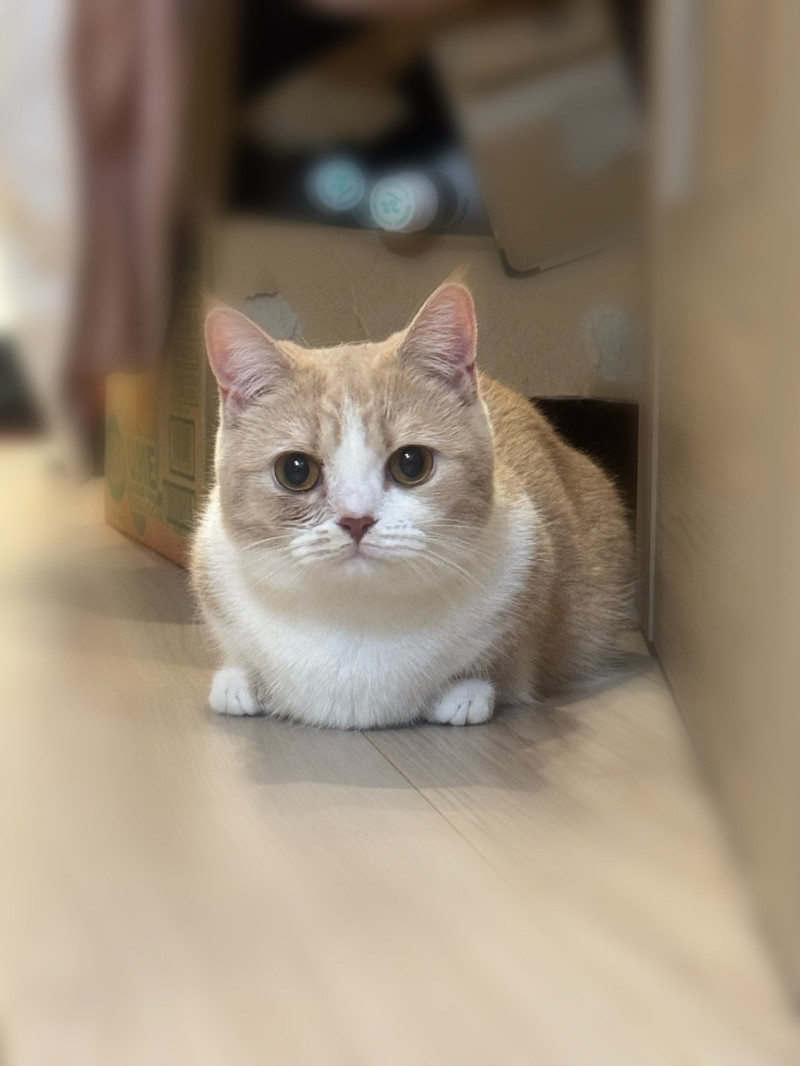 【イマさんとシブさん】