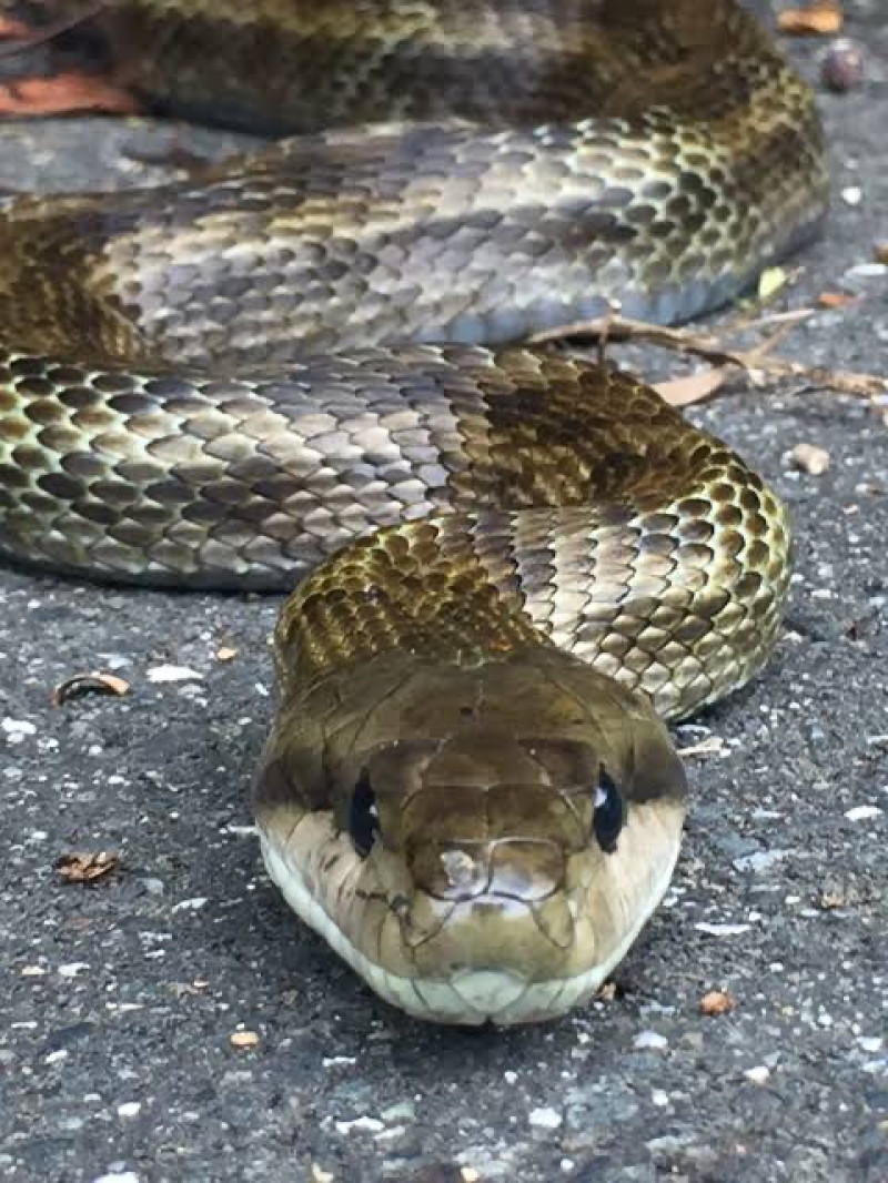 【ヘビさんの捕まえ方】