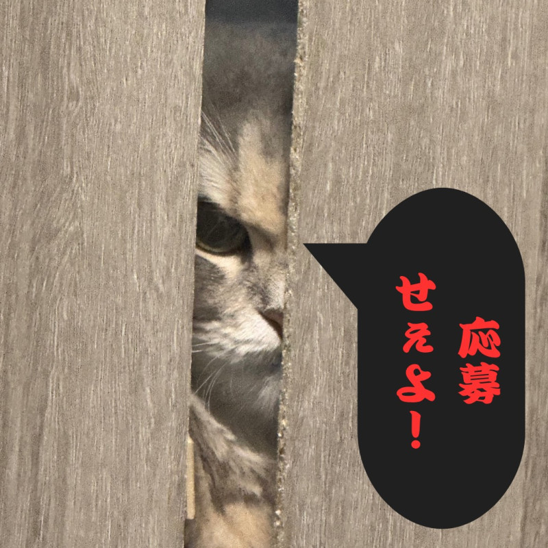 【バスケキャス　1on1 優勝者予想　中間報告】